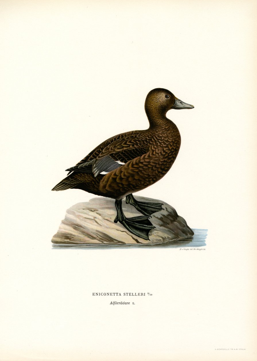 Lille edderfugl (farve litho) af Magnus Ferdinand and Wilhelm von Wright
