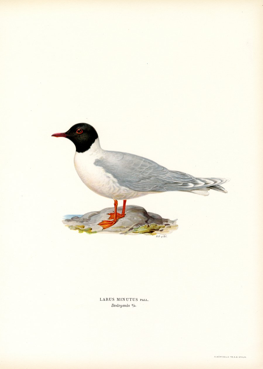 Lille måge (farve litho) af Magnus Ferdinand and Wilhelm von Wright