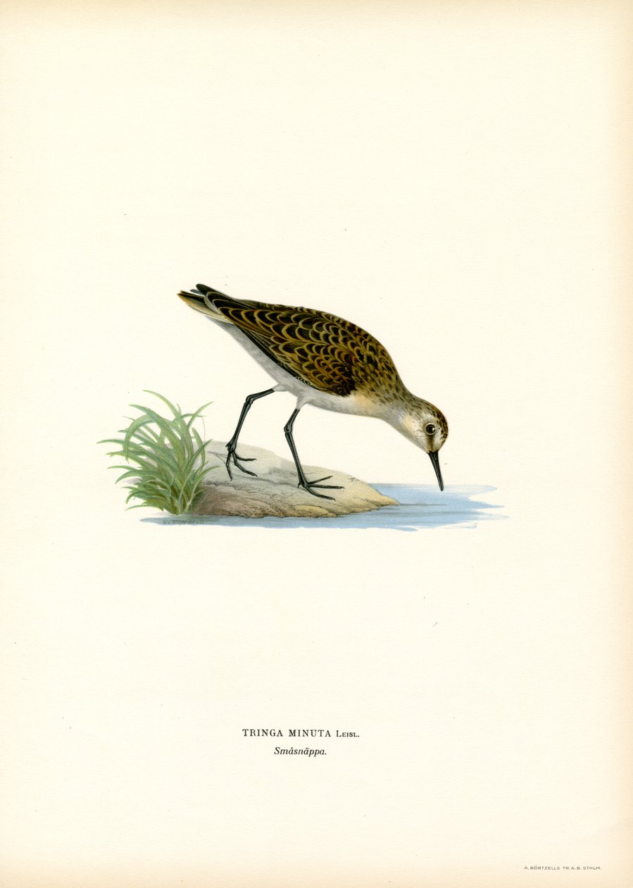 Lille Stint (farve litho) af Magnus Ferdinand and Wilhelm von Wright