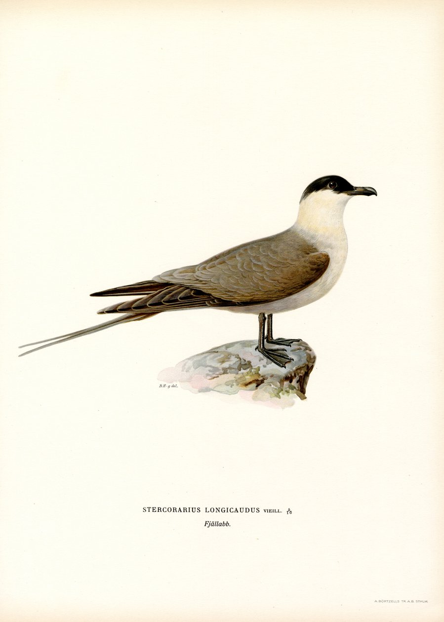 Langhalet Jaeger (farve litho) af Magnus Ferdinand and Wilhelm von Wright