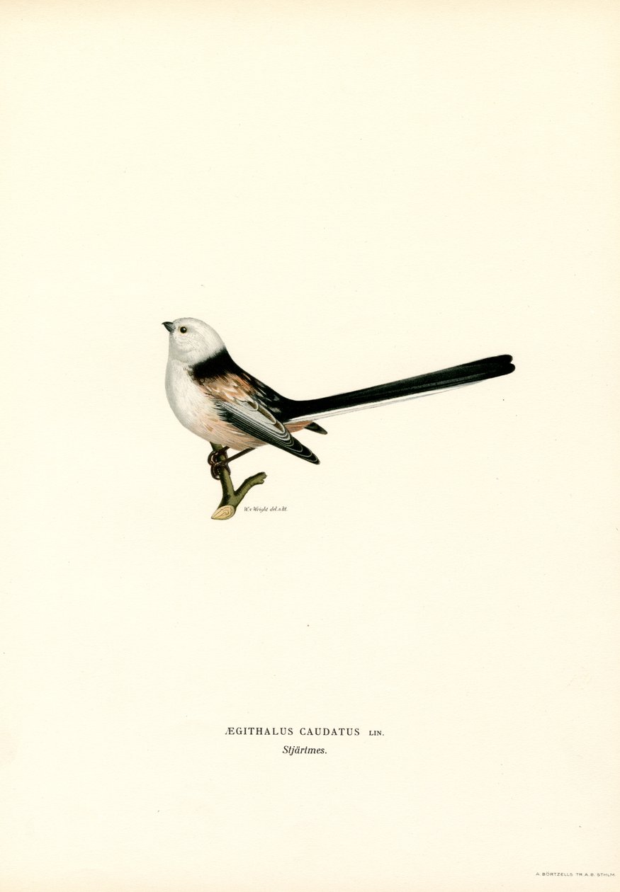 Langhalemejse (farve litho) af Magnus Ferdinand and Wilhelm von Wright