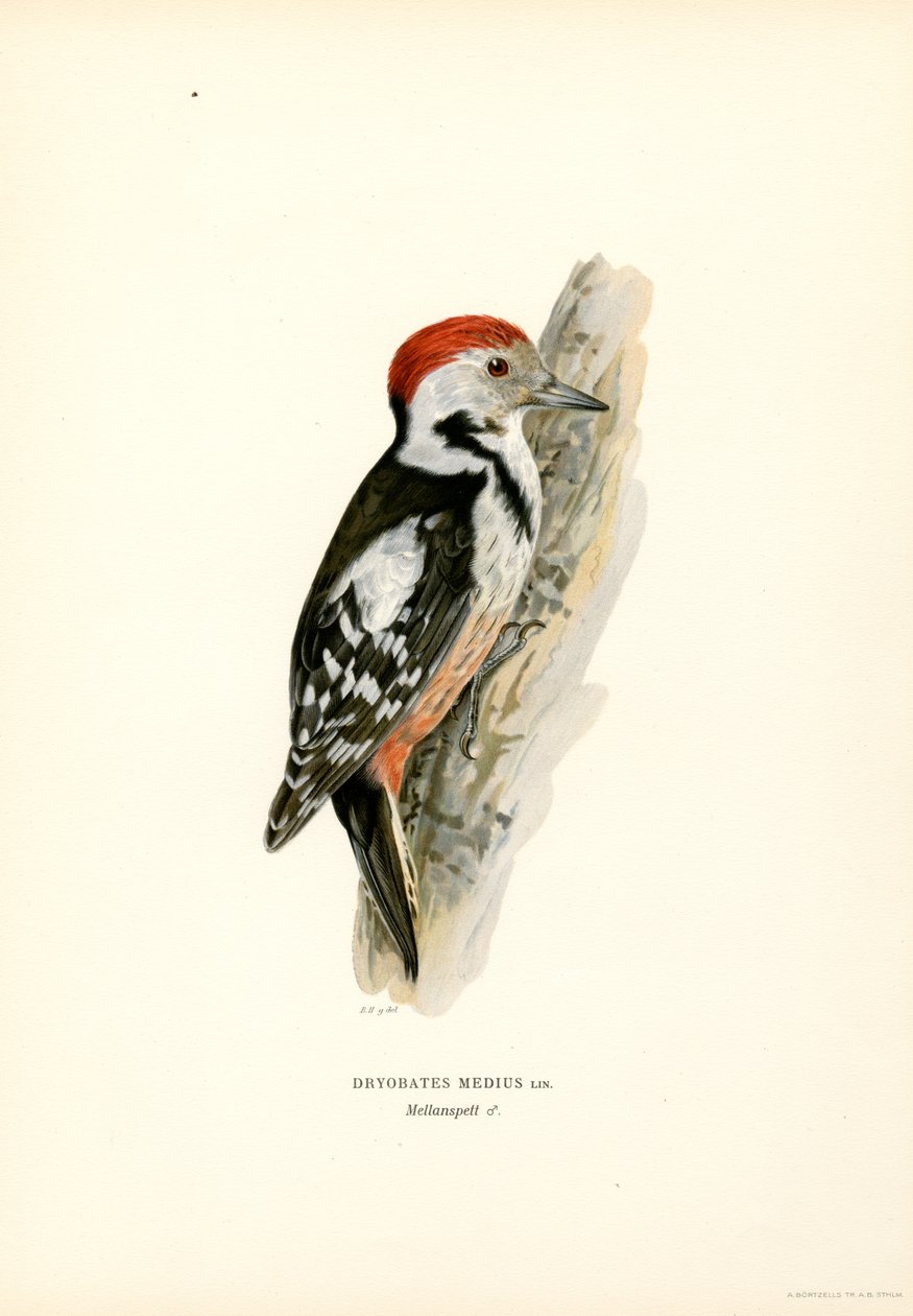 Mellem plettet spætte (farve litho) af Magnus Ferdinand and Wilhelm von Wright