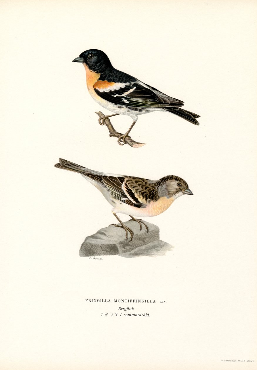 Bjergfinke (farve litho) af Magnus Ferdinand and Wilhelm von Wright