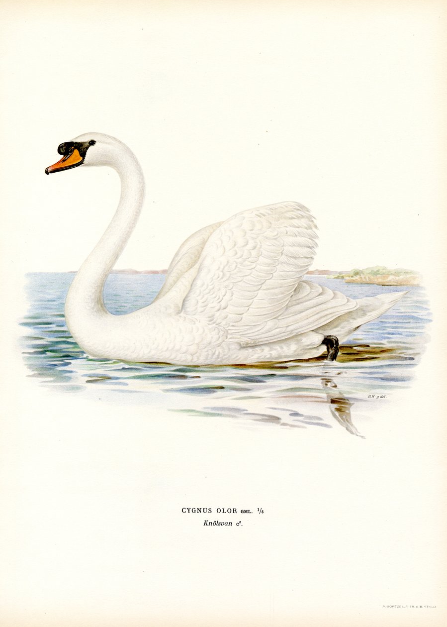 Mute Swan (farve litho) af Magnus Ferdinand and Wilhelm von Wright