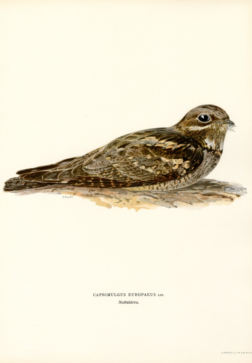 Nightjar (farvedele) af Magnus Ferdinand and Wilhelm von Wright