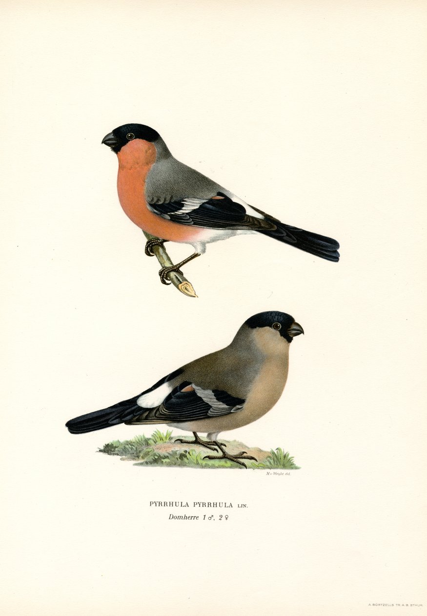 Nordeurasisk bullfink (farve litho) af Magnus Ferdinand and Wilhelm von Wright