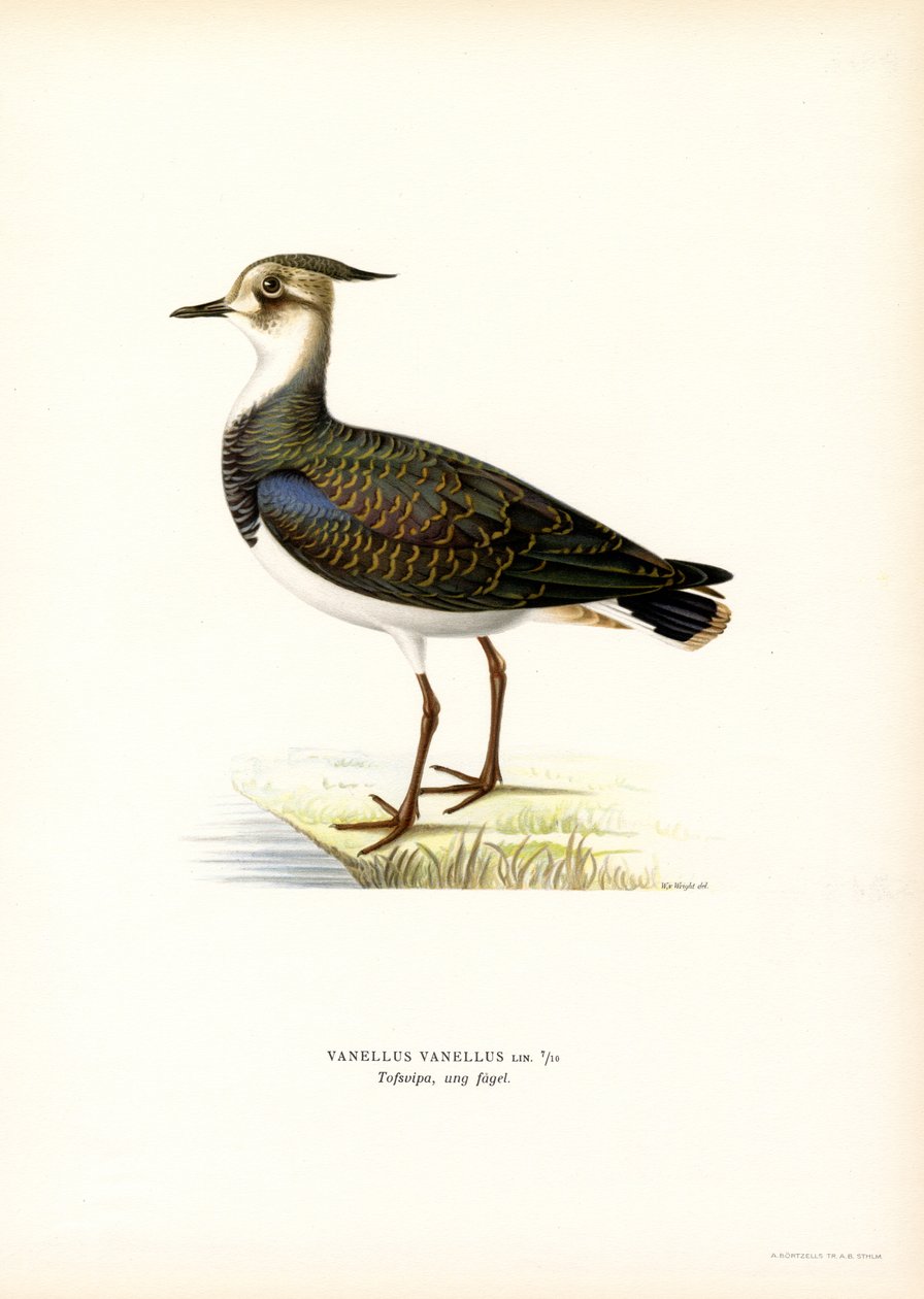Nordvibe (farve litho) af Magnus Ferdinand and Wilhelm von Wright