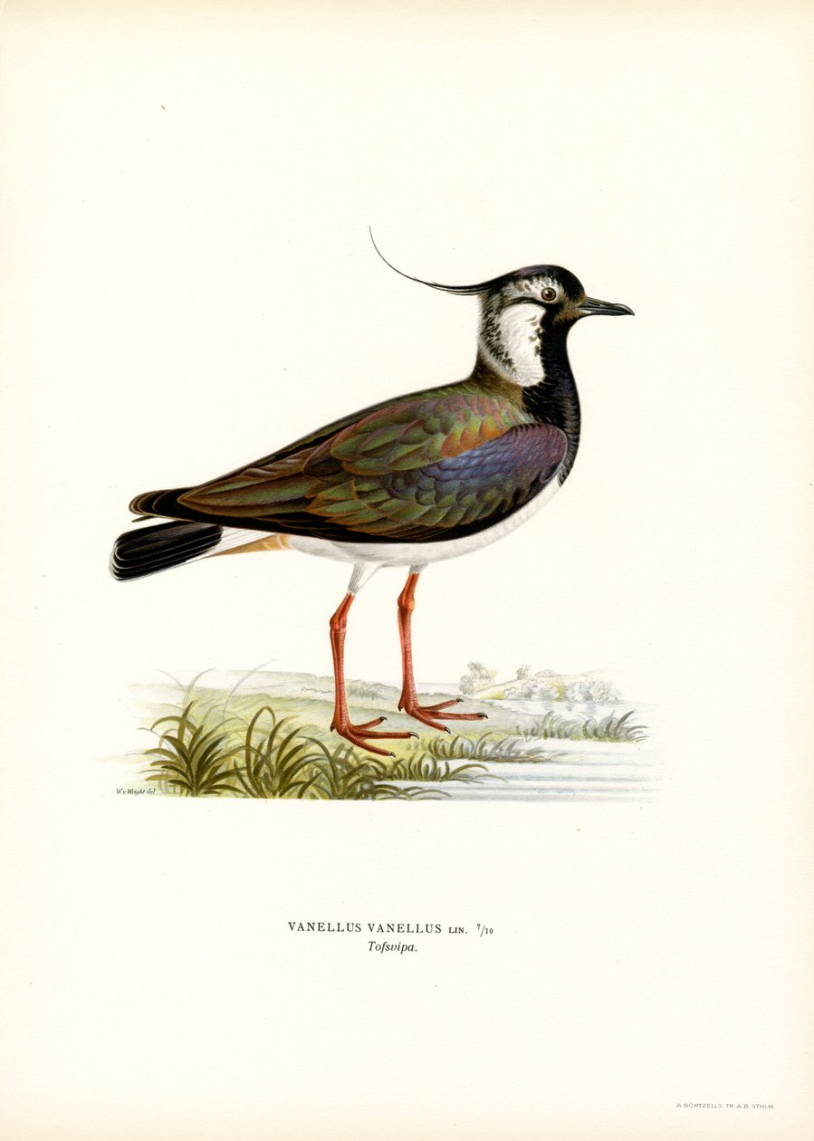 Nordvibe (farve litho) af Magnus Ferdinand and Wilhelm von Wright