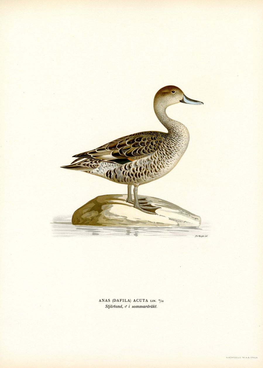 Northern Pintail (farve litho) af Magnus Ferdinand and Wilhelm von Wright
