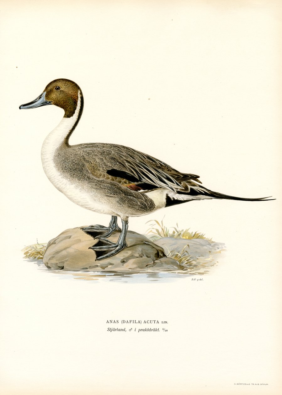 Northern Pintail (farve litho) af Magnus Ferdinand and Wilhelm von Wright