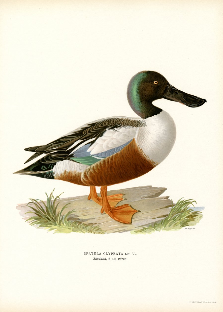Northern Shoveler (farve litho) af Magnus Ferdinand and Wilhelm von Wright