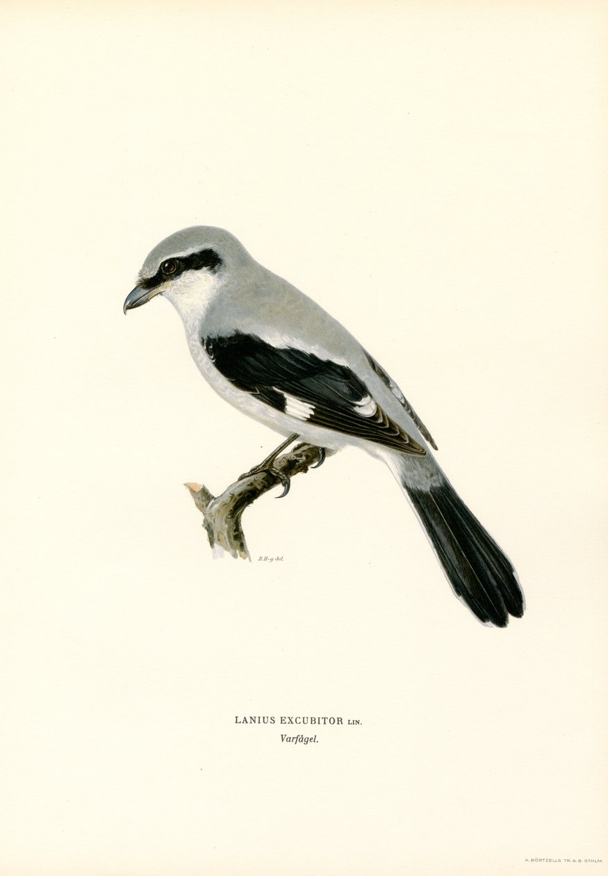 Northern Shrike (farve litho) af Magnus Ferdinand and Wilhelm von Wright