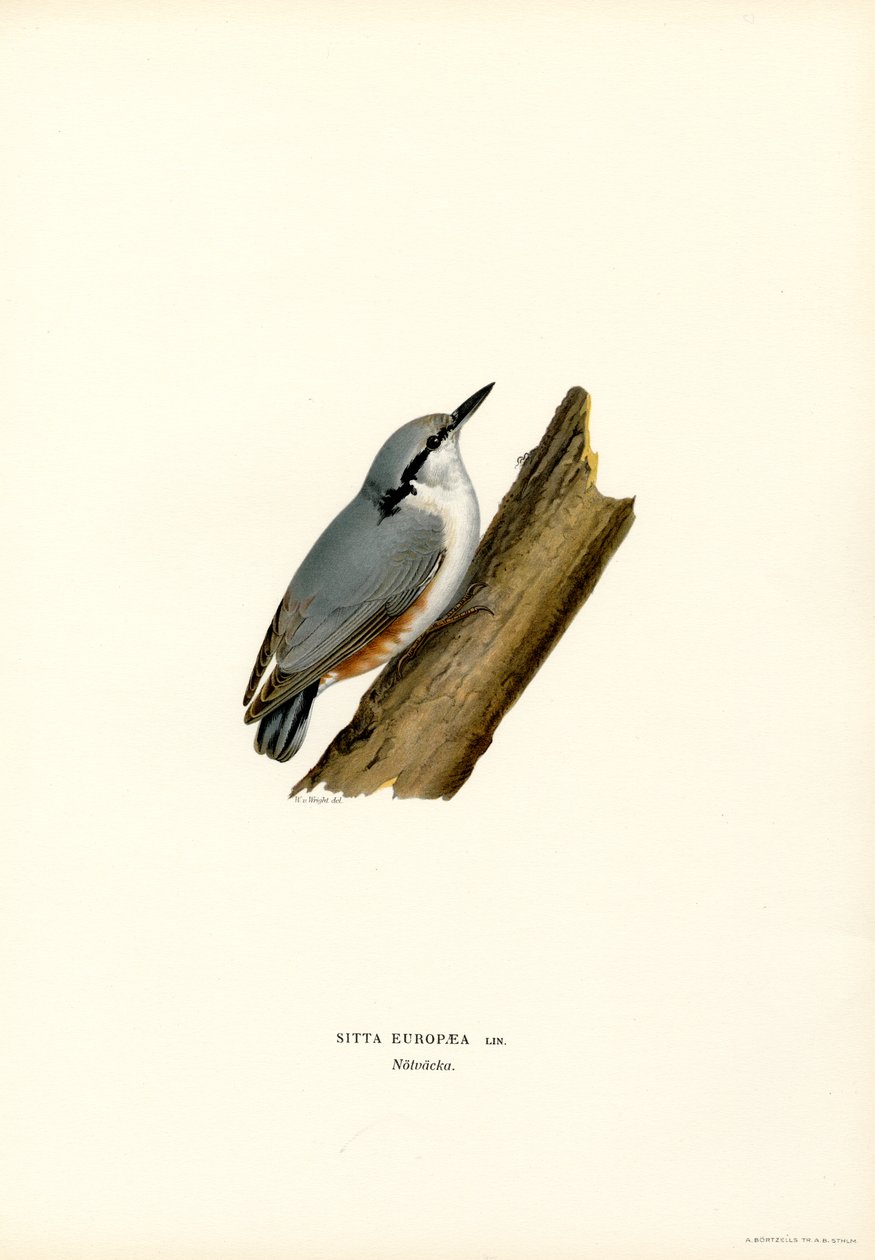 Nuthatch (farvemedlemmer) af Magnus Ferdinand and Wilhelm von Wright