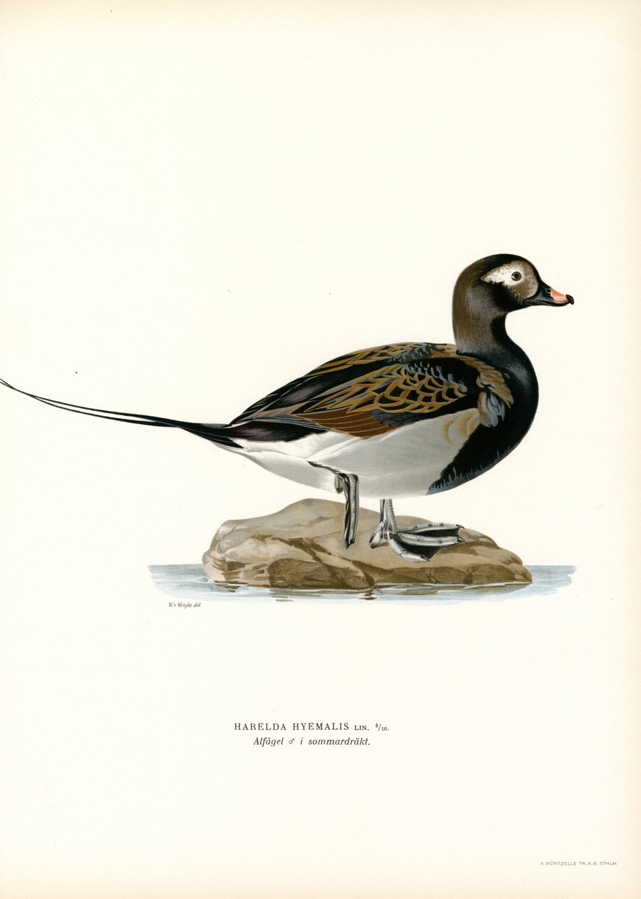 Oldsquaw Duck (farve litho) af Magnus Ferdinand and Wilhelm von Wright