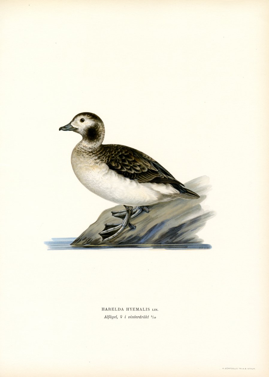 Oldsquaw Duck (farve litho) af Magnus Ferdinand and Wilhelm von Wright