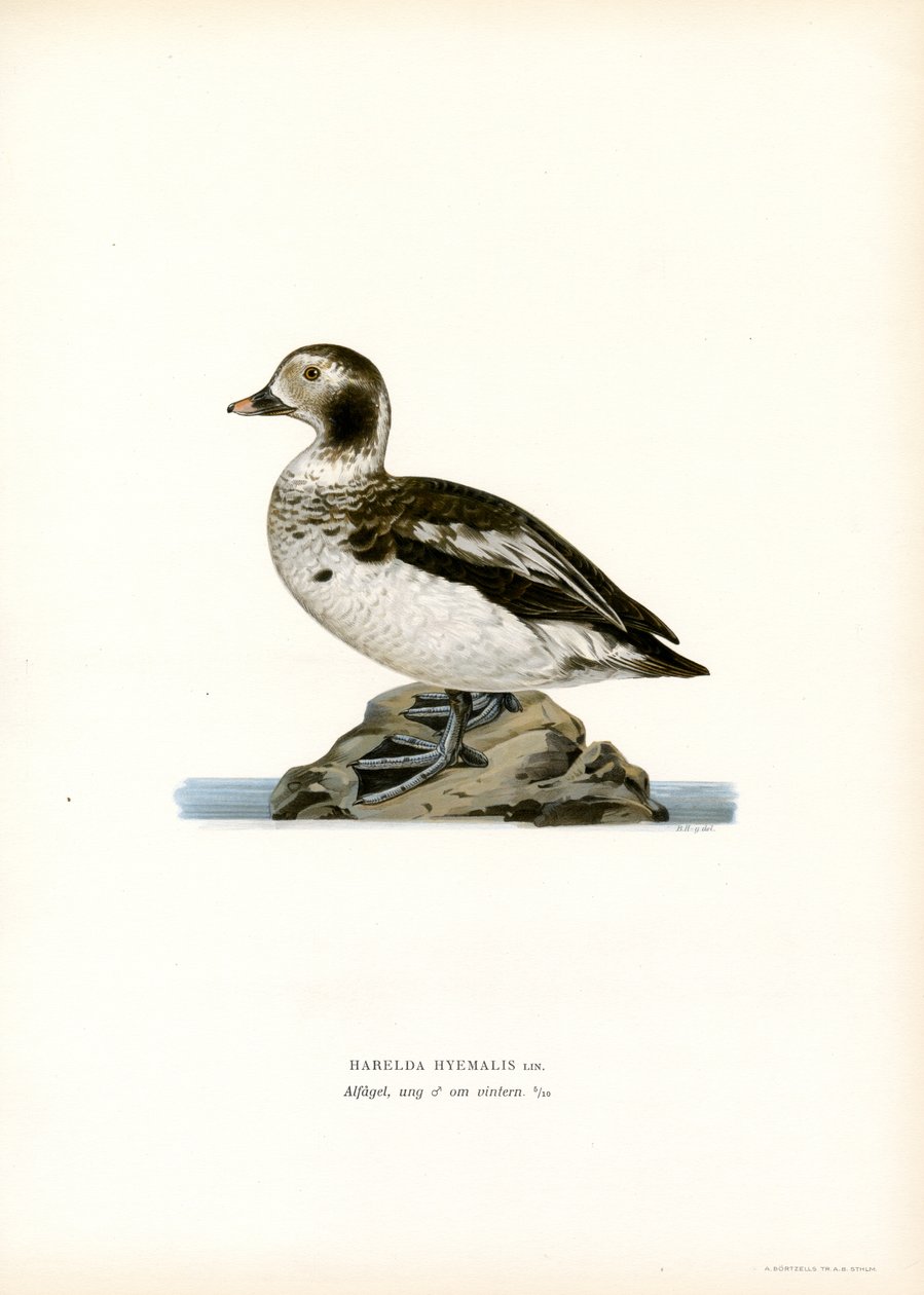 Oldsquaw Duck (farve litho) af Magnus Ferdinand and Wilhelm von Wright