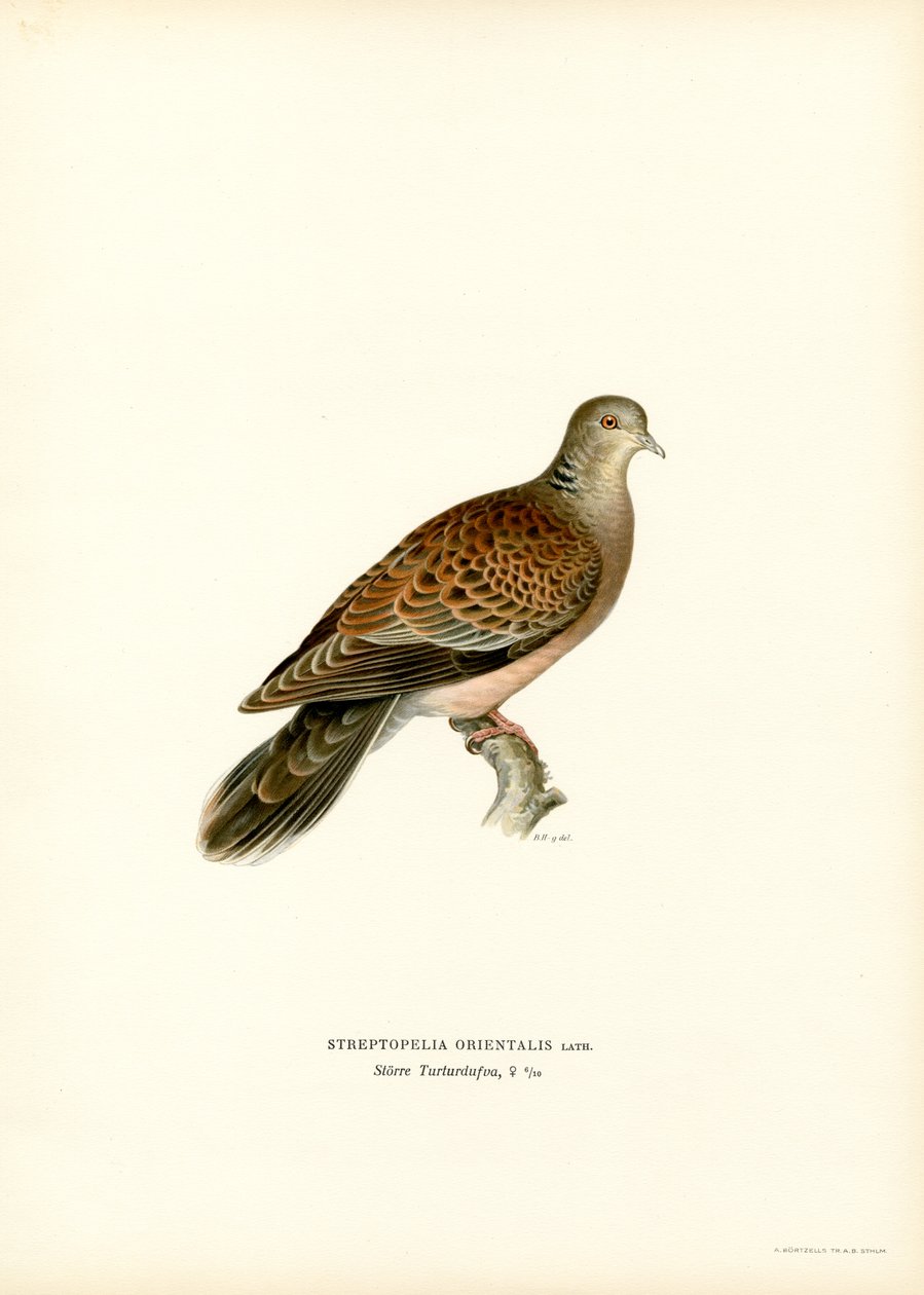 Orientalsk turteldue (farve litho) af Magnus Ferdinand and Wilhelm von Wright