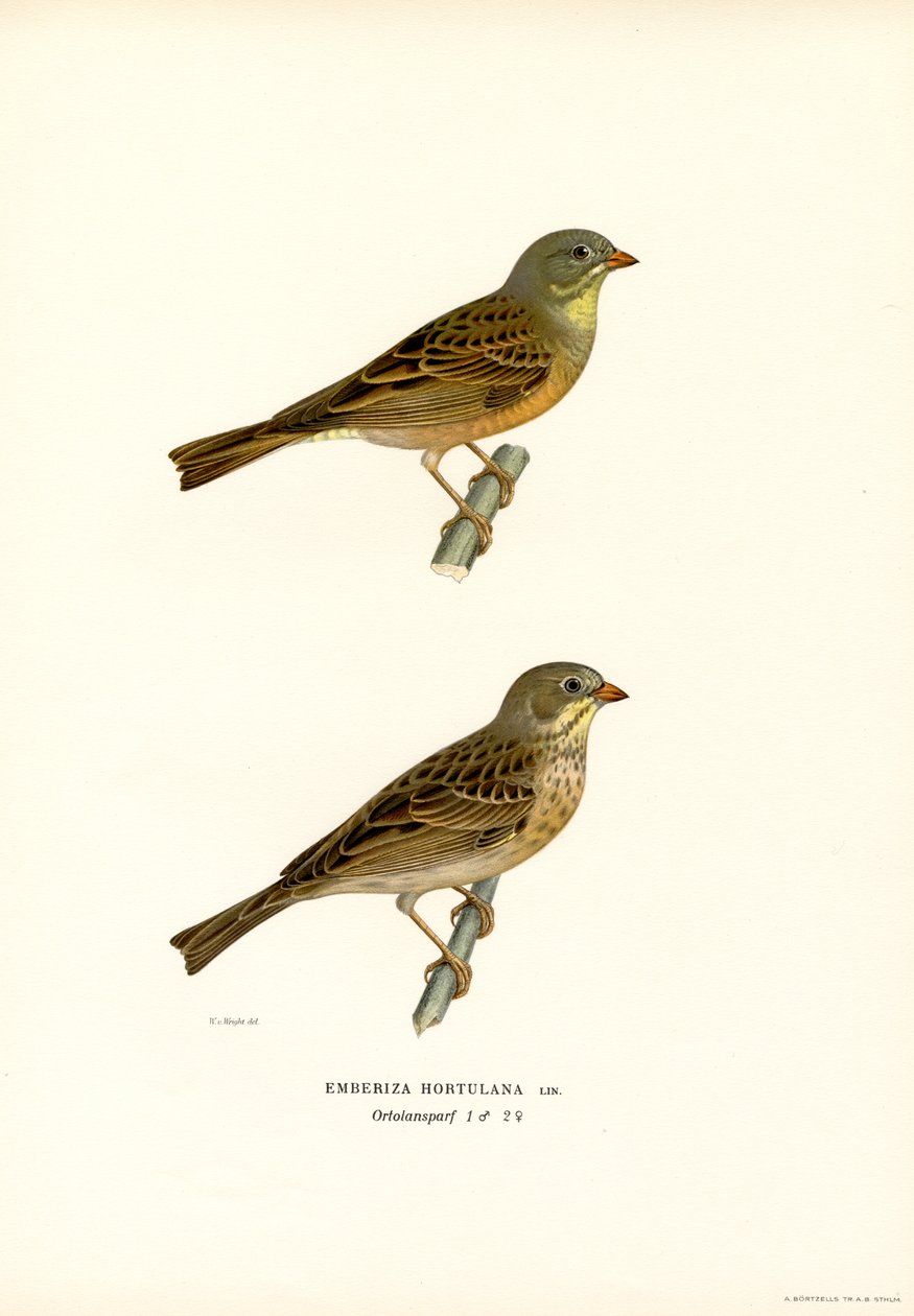 Ortolan Bunting (farve litho) af Magnus Ferdinand and Wilhelm von Wright