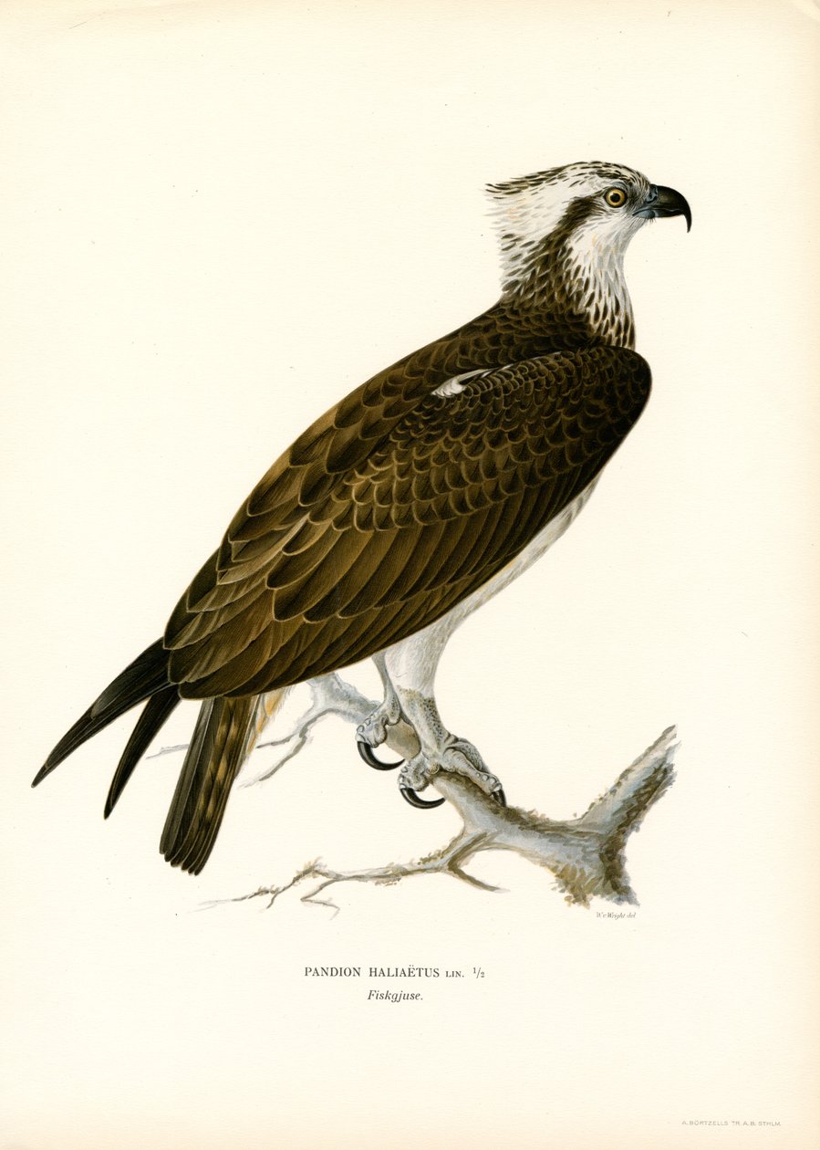 Fiskeørn (farve litho) af Magnus Ferdinand and Wilhelm von Wright