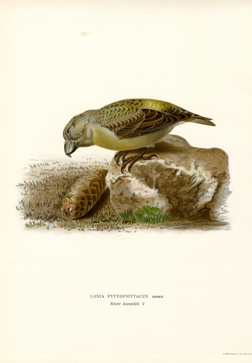 Papegøjekorsnæb (farve litho) af Magnus Ferdinand and Wilhelm von Wright