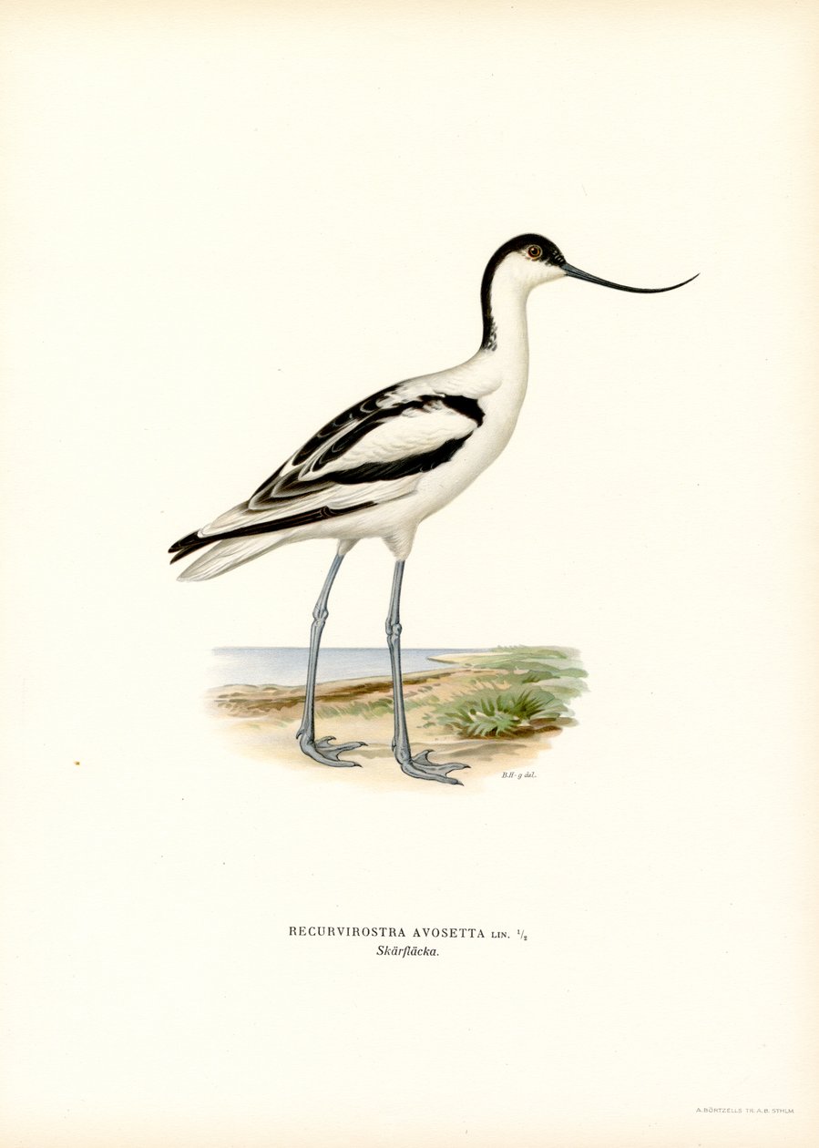 Pied Avocet (farve litho) af Magnus Ferdinand and Wilhelm von Wright