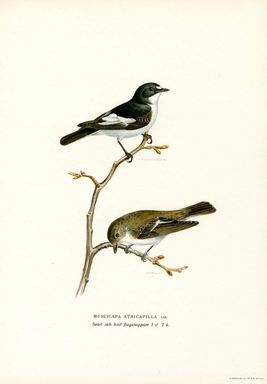 Pied Fluesnapper (farve litho) af Magnus Ferdinand and Wilhelm von Wright