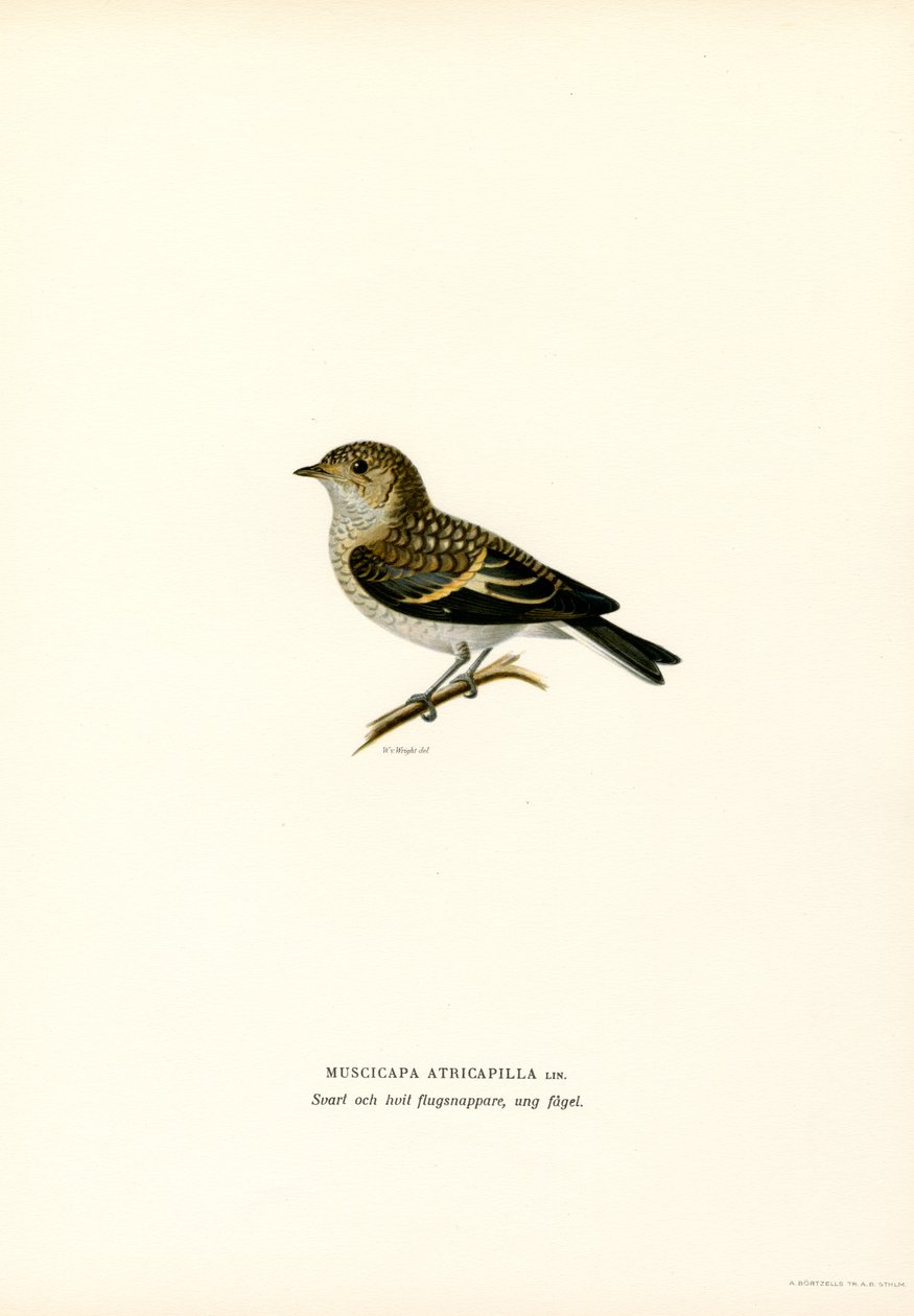 Pied Fluesnapper (farve litho) af Magnus Ferdinand and Wilhelm von Wright