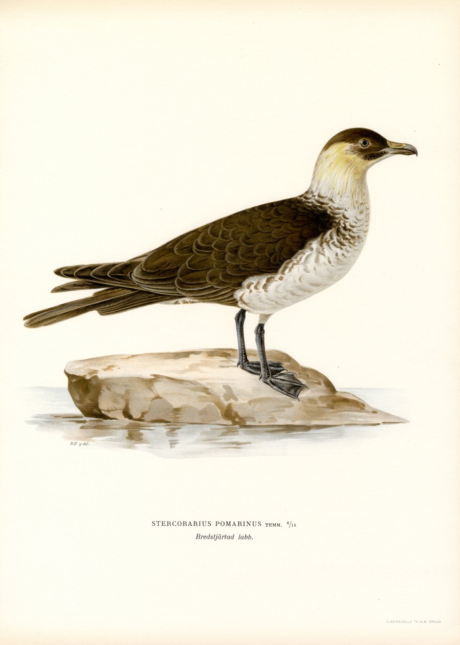 Pomarin Skua (farvemedlemmer) af Magnus Ferdinand and Wilhelm von Wright