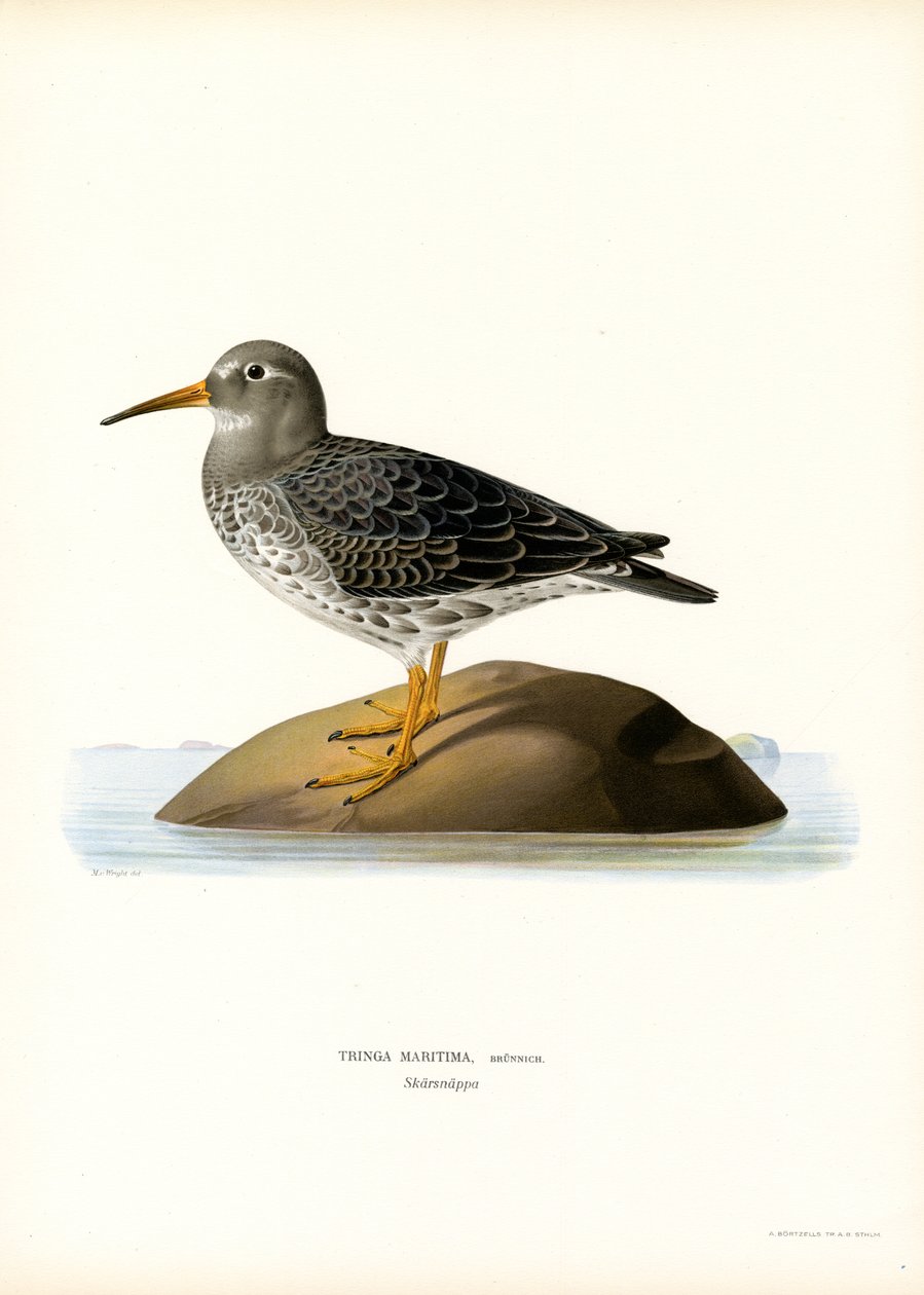 Lilla Sandpiper (farve litho) af Magnus Ferdinand and Wilhelm von Wright