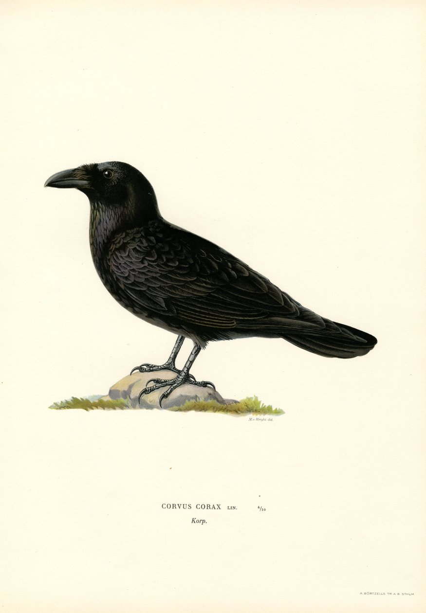 Ravn (farve litho) af Magnus Ferdinand and Wilhelm von Wright
