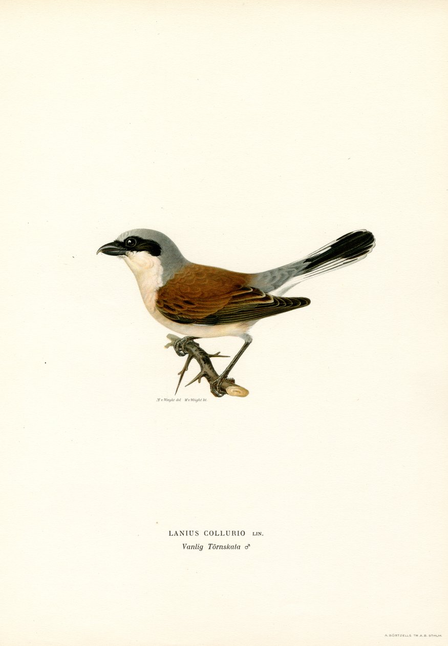 Rødrygget Shrike (farve litho) af Magnus Ferdinand and Wilhelm von Wright
