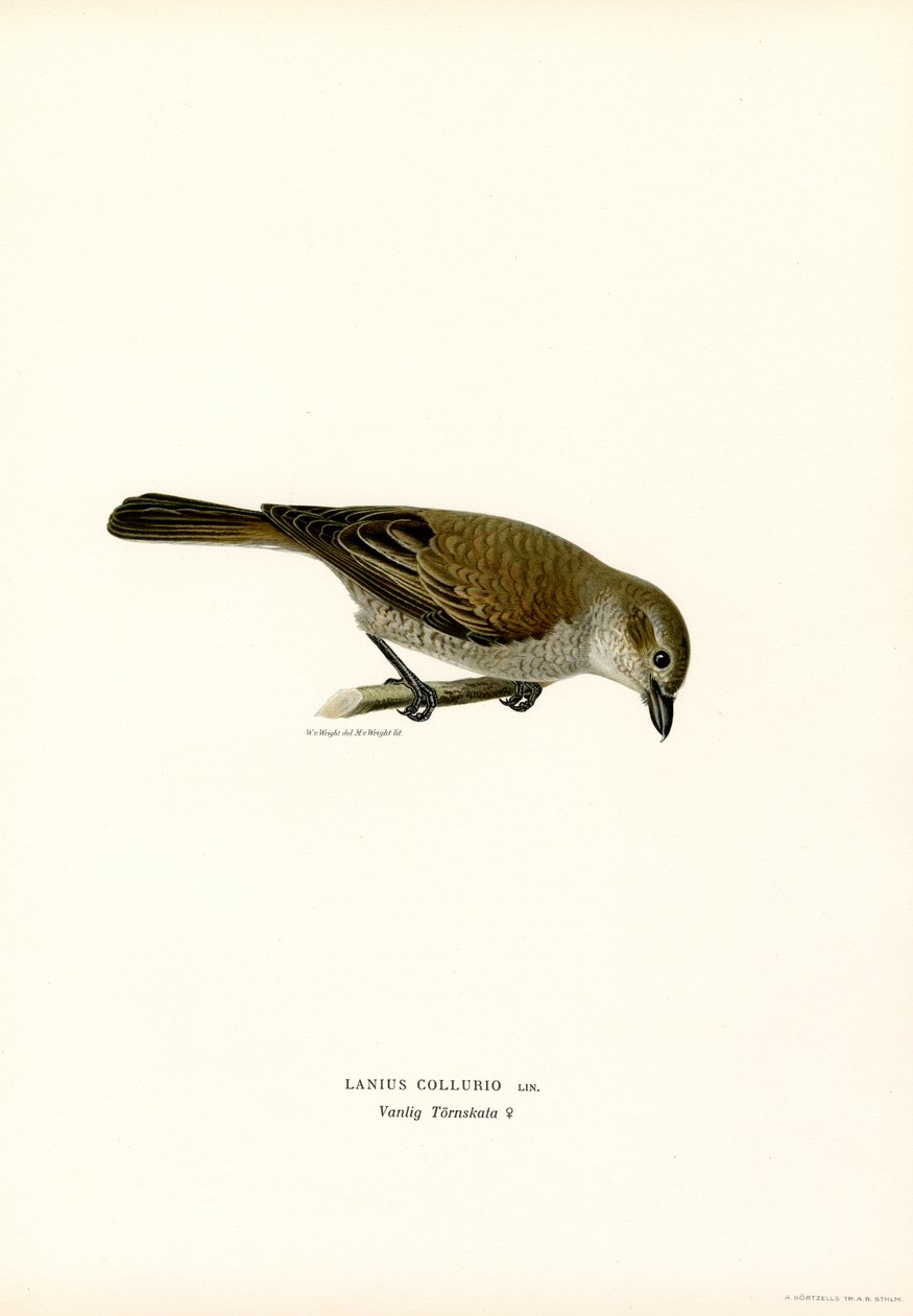 Rødrygget Shrike (farve litho) af Magnus Ferdinand and Wilhelm von Wright