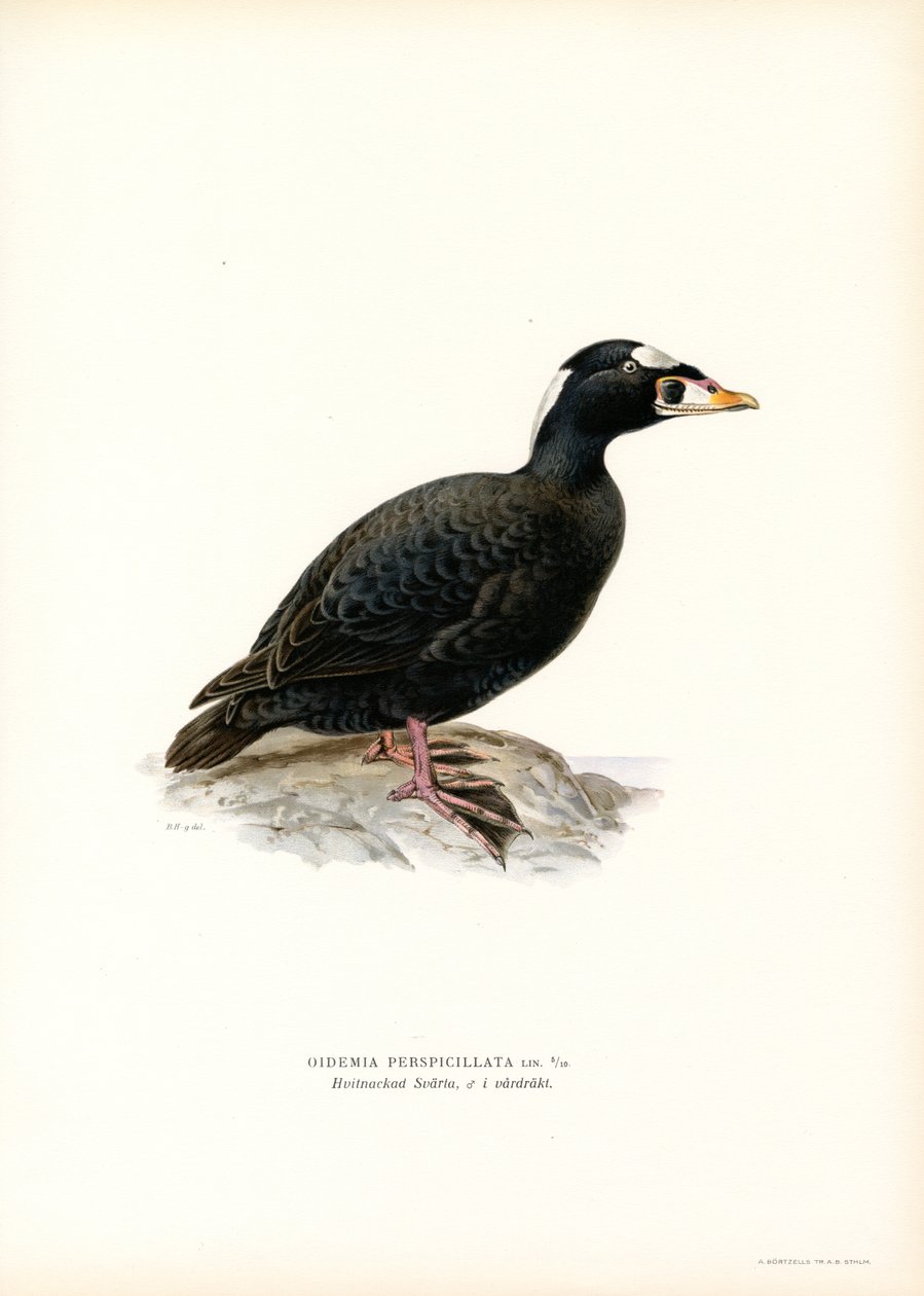 Rødnæbbet slynge (farve litho) af Magnus Ferdinand and Wilhelm von Wright