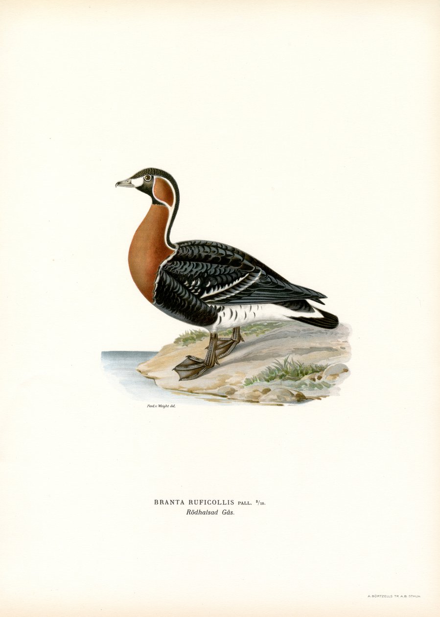 Rødbrystet gås (farve litho) af Magnus Ferdinand and Wilhelm von Wright