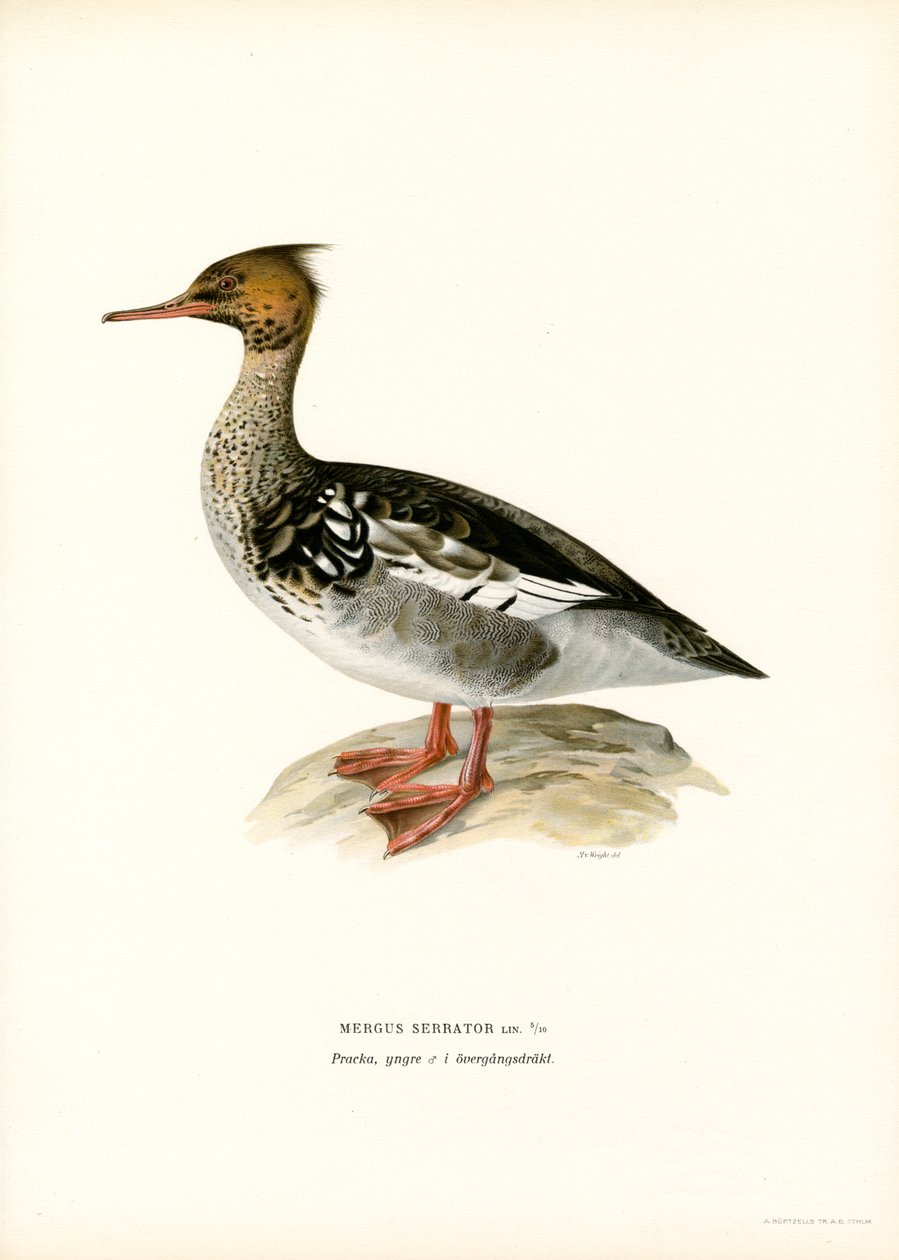 Rødbarmet marganser (farve litho) af Magnus Ferdinand and Wilhelm von Wright