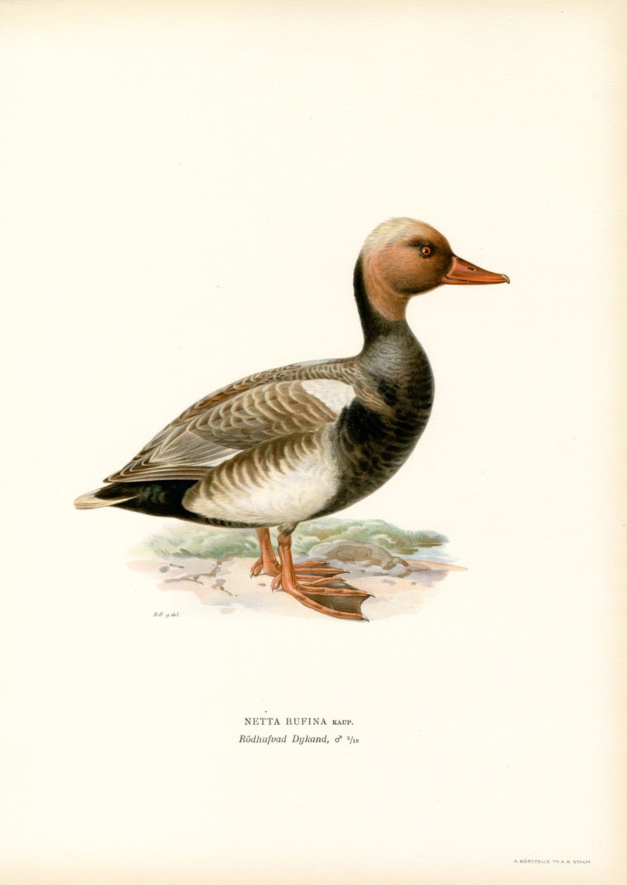 Rød-crested And (farve litho) af Magnus Ferdinand and Wilhelm von Wright