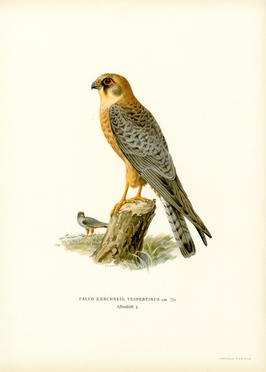 Rødfodet Falcon (farve litho) af Magnus Ferdinand and Wilhelm von Wright