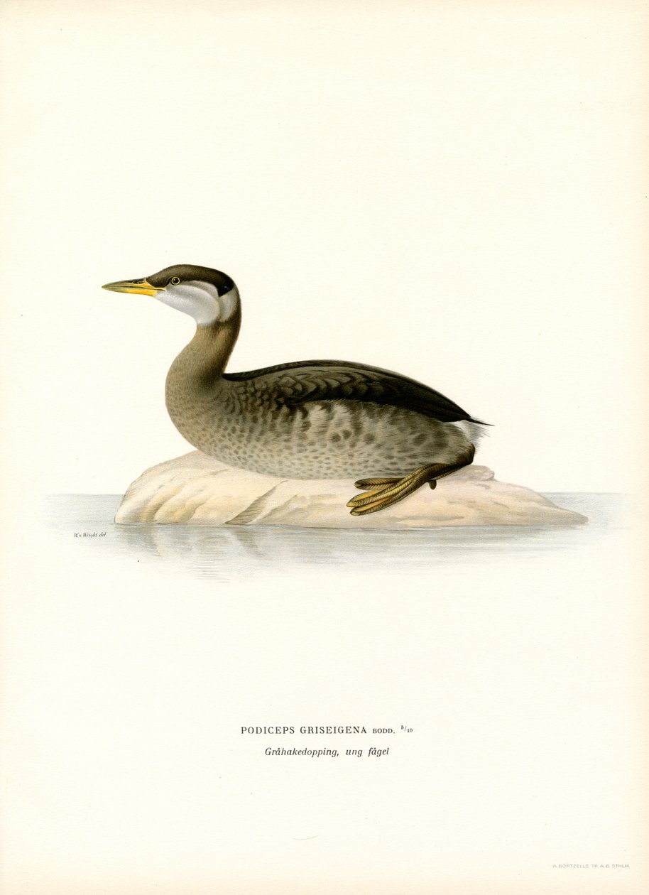Rødhalset lappedykker (farve litho) af Magnus Ferdinand and Wilhelm von Wright