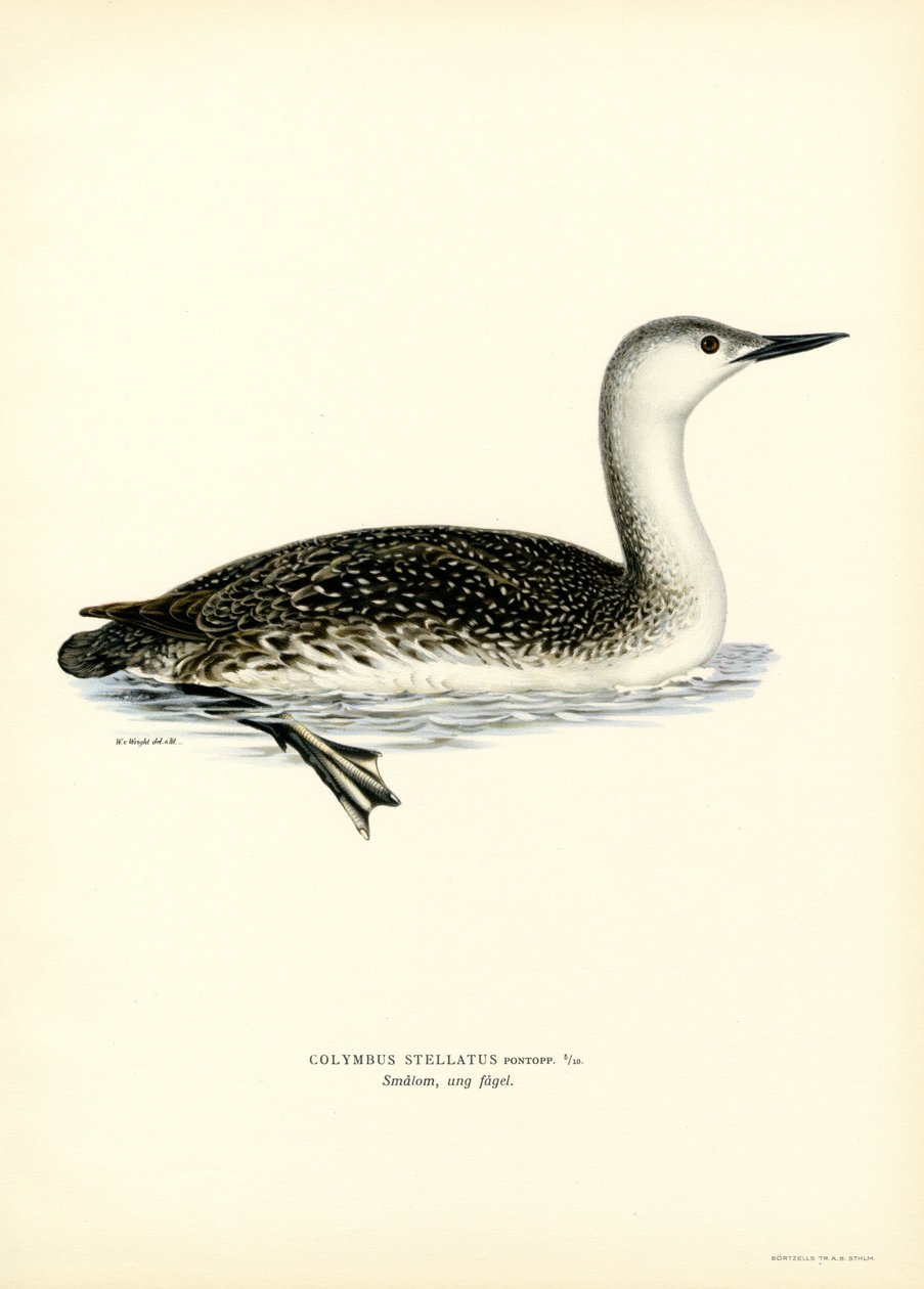 Rødstrubet dykker (farve litho) af Magnus Ferdinand and Wilhelm von Wright