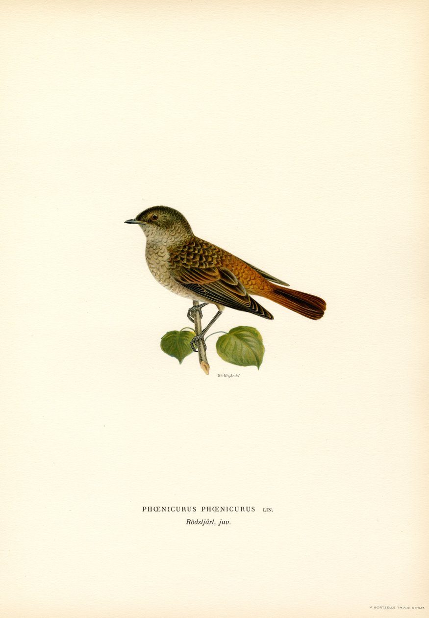 Rødstart (farve litho) af Magnus Ferdinand and Wilhelm von Wright