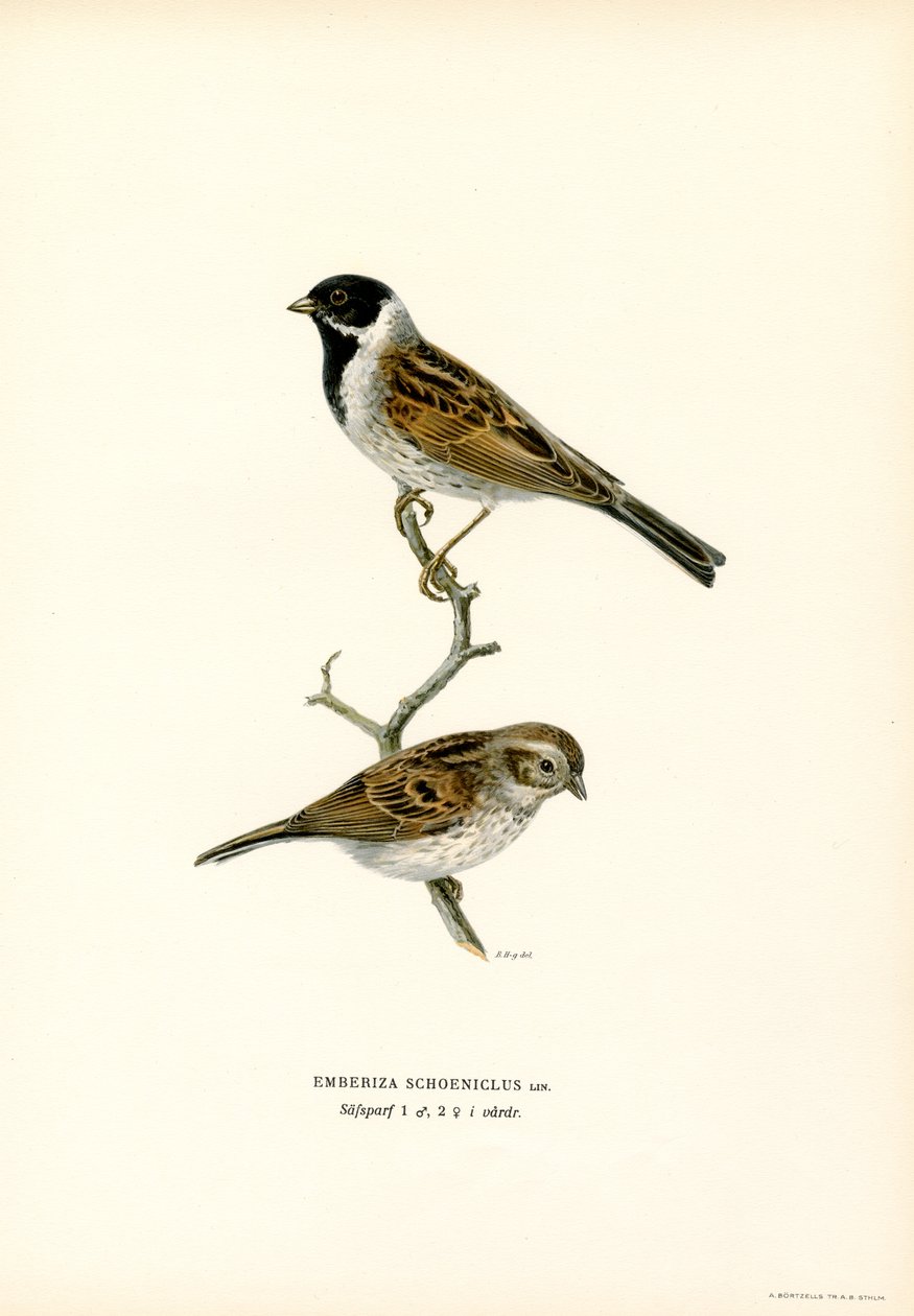 Rørspurv (farve litho) af Magnus Ferdinand and Wilhelm von Wright