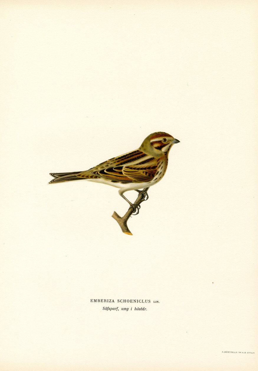 Rørspurv (farve litho) af Magnus Ferdinand and Wilhelm von Wright