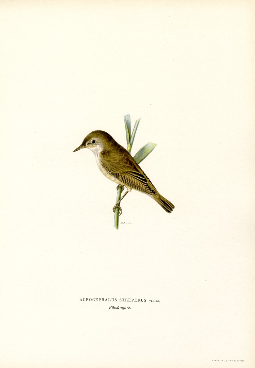 Rørsanger (farve litho) af Magnus Ferdinand and Wilhelm von Wright
