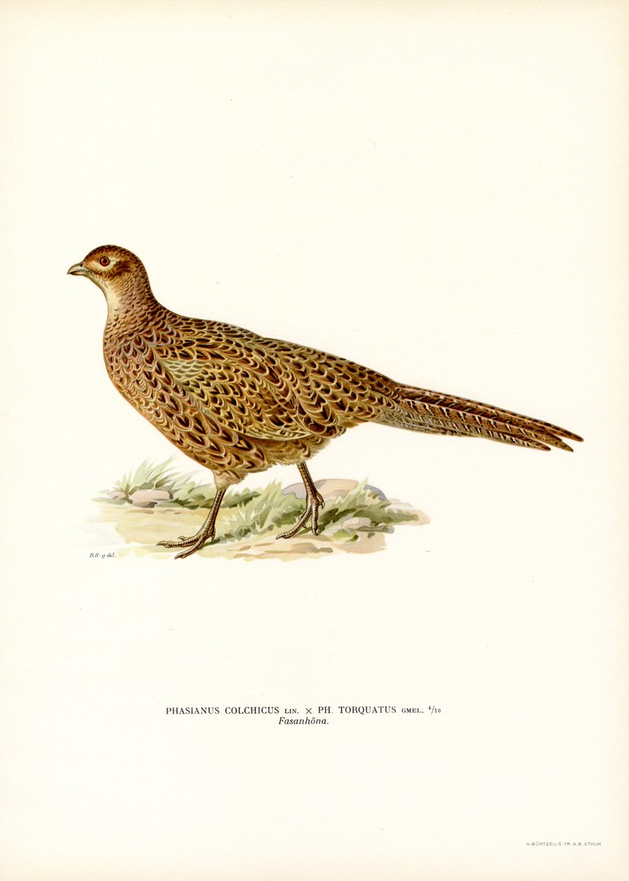 Ringhalset fasan (farve litho) af Magnus Ferdinand and Wilhelm von Wright