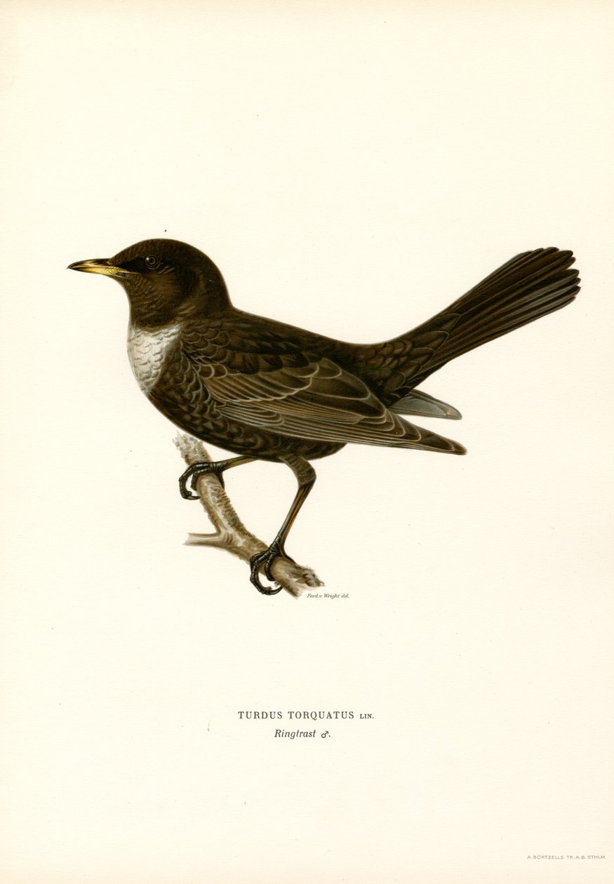 Ringdrossel (farve litho) af Magnus Ferdinand and Wilhelm von Wright