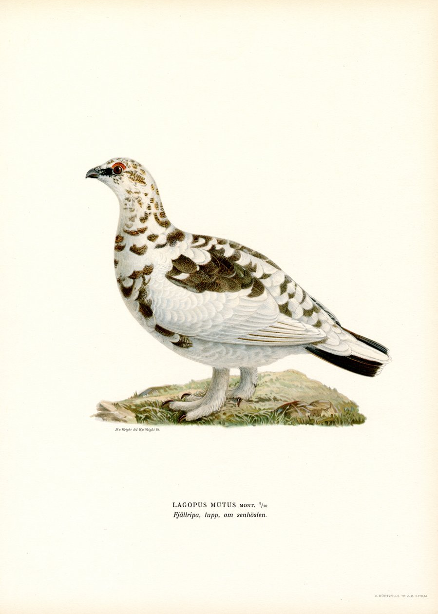 Rype (farve litho) af Magnus Ferdinand and Wilhelm von Wright