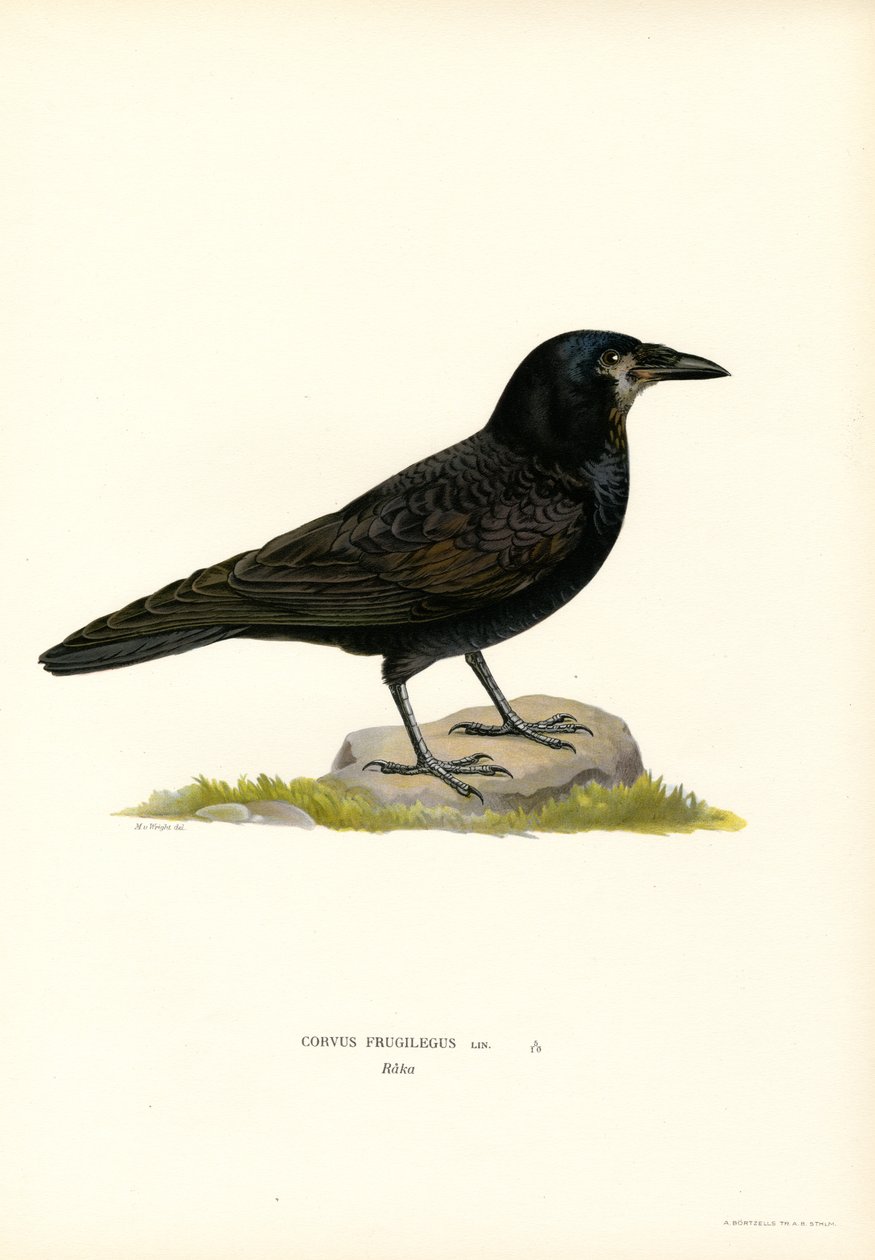Rook (farve litho) af Magnus Ferdinand and Wilhelm von Wright