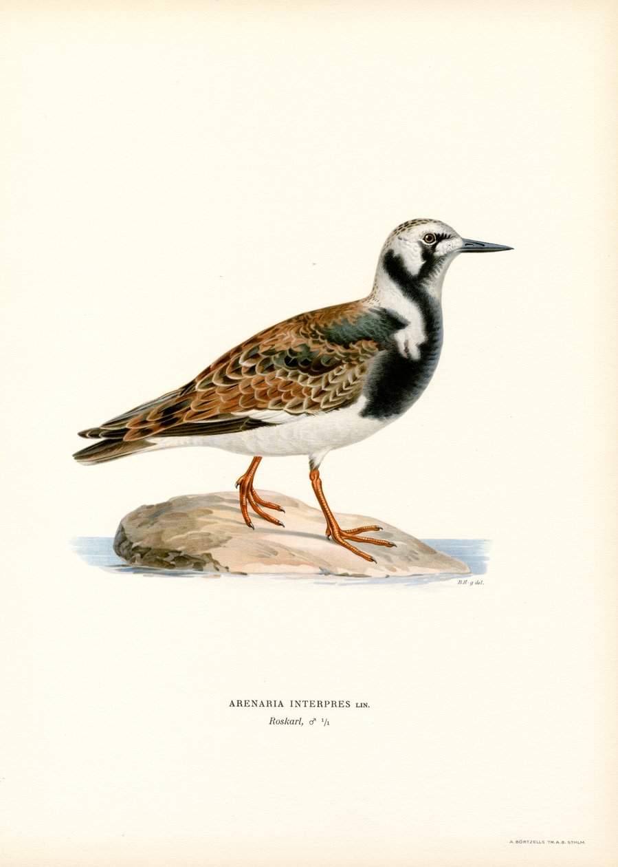 Ruddy Turnstone (farve litho) af Magnus Ferdinand and Wilhelm von Wright