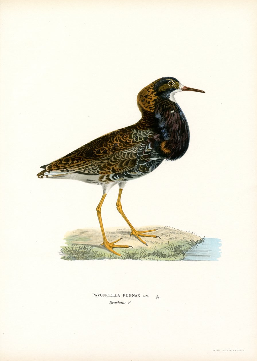 Ruff (farve litho) af Magnus Ferdinand and Wilhelm von Wright