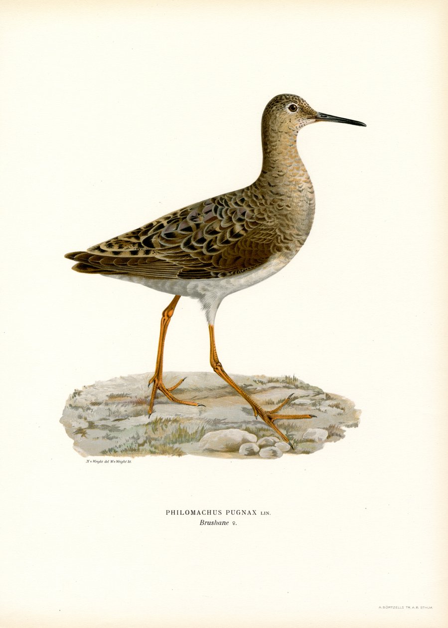 Ruff (farve litho) af Magnus Ferdinand and Wilhelm von Wright